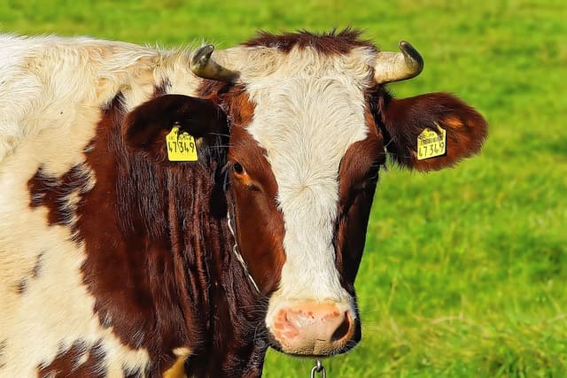 지방 성분에서 드러나는 배양육의 건강상 이점