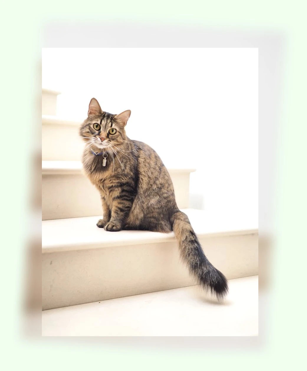 고양이 사회화_2_subsection