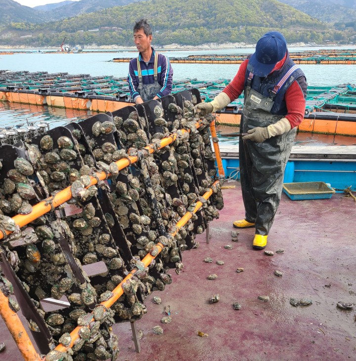 6시 내고향 3월 12일 전남 완도 전복