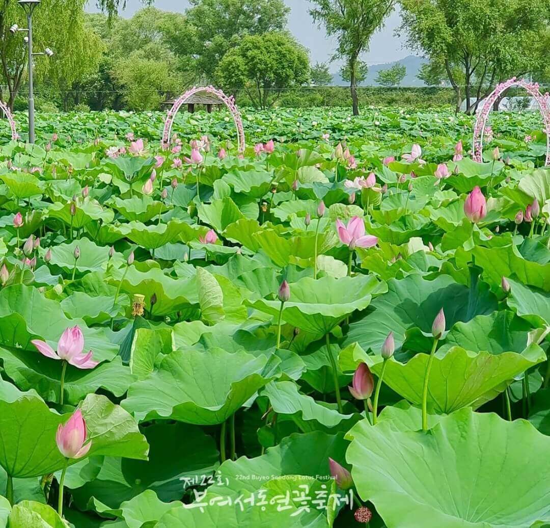 부여서동연꽃축제
