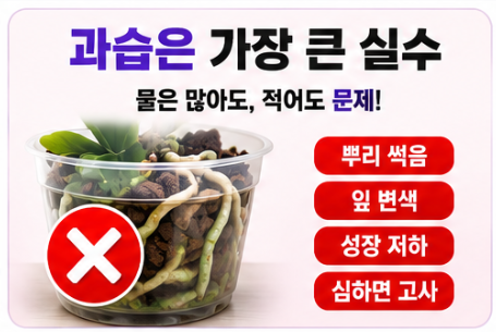 과습은 가장 큰 실수