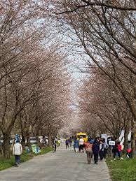 제 6회 개암동 벚꽃축제 기본 일정과 프로그램 및 특징 소개
