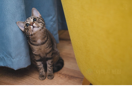 고양이 체형 자가 진단법 관련 사진