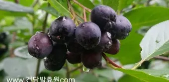 아로니아 효소만드는법과 효능효과 부작용 꽃 엑기스 활용법_6