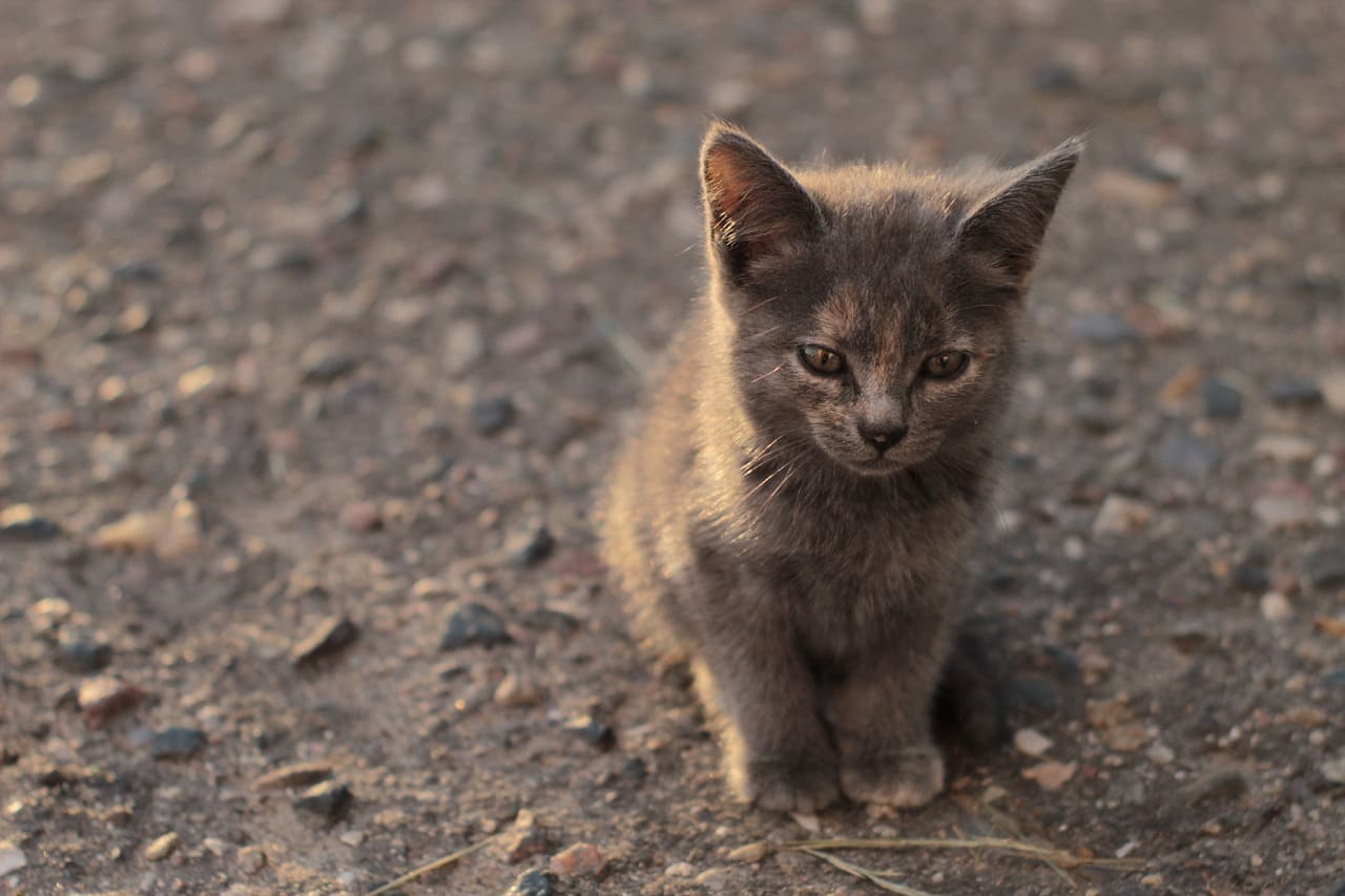 고양이 변비의 주요 증상