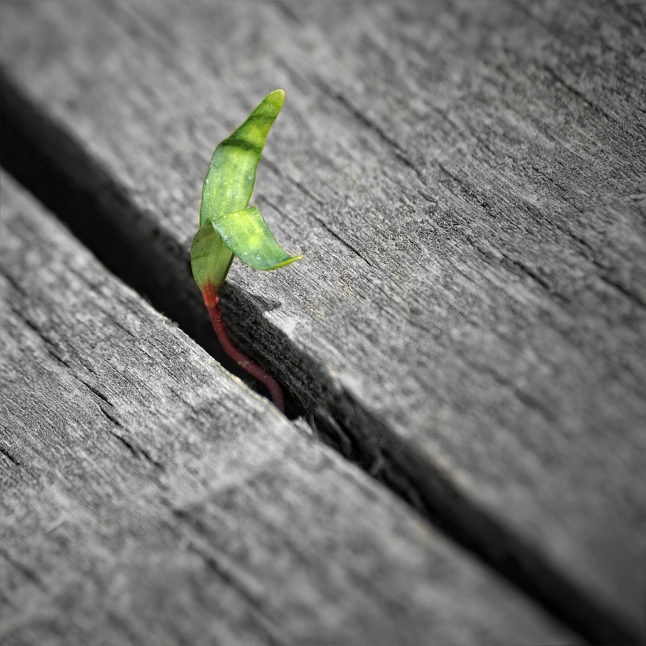 틈새에서 피어나는 식물, 비즈니스 이미지