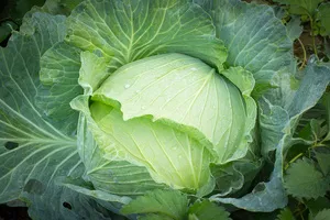 위염에-좋은-음식