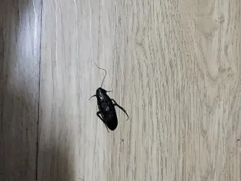 우리나라에 서식하는 바퀴벌레 종류별 특징과 서식 환경_21