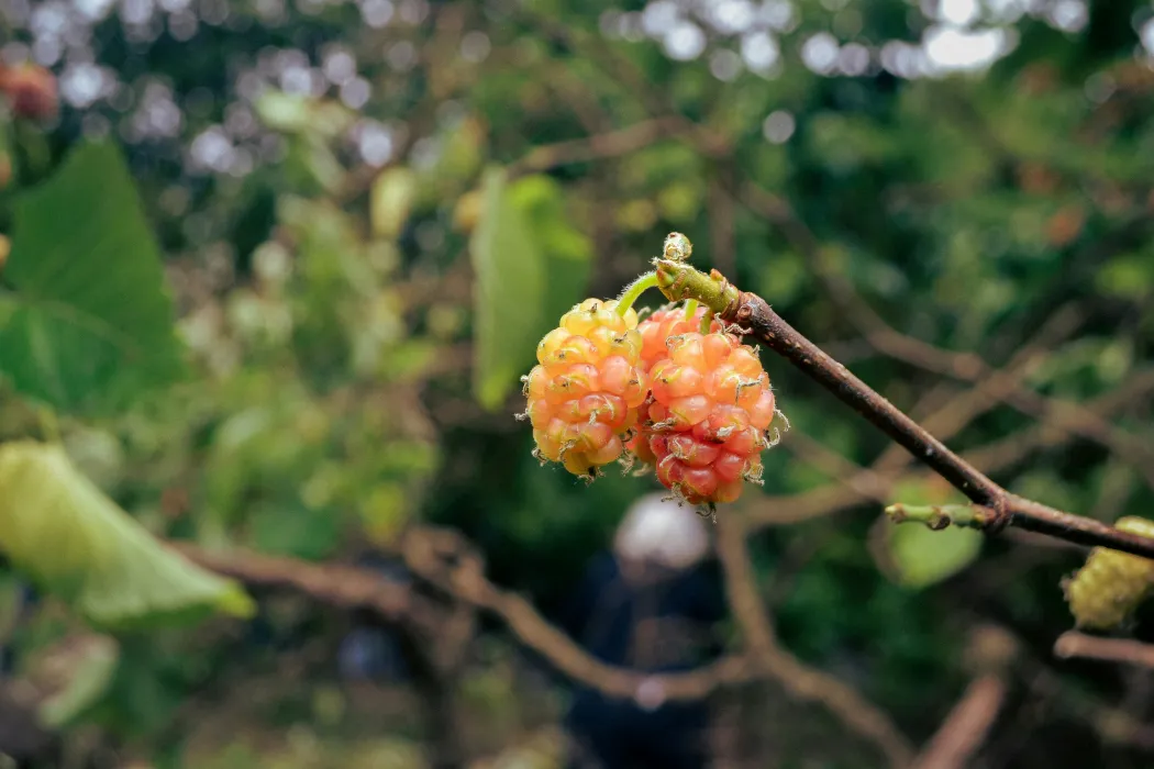 오디-효능-부작용-먹는-방법-오디-사진