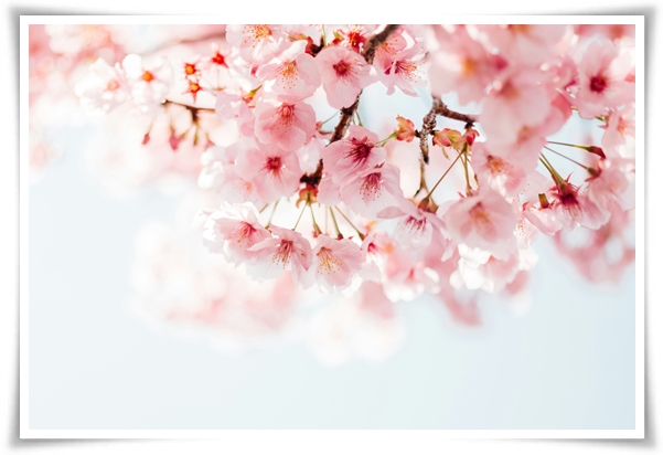 "벚꽃" 희망과 새로운 시작의 상징 봄의 전령사!