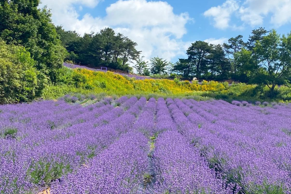 고성 하늬라벤더팜 라벤더 축제