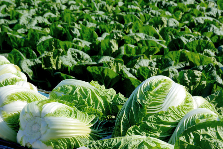 곰보배추 효능 및 효과, 부작용