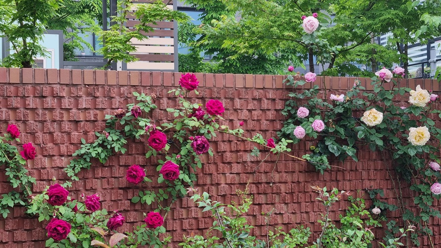 동작동성당 성모동산 장미꽃