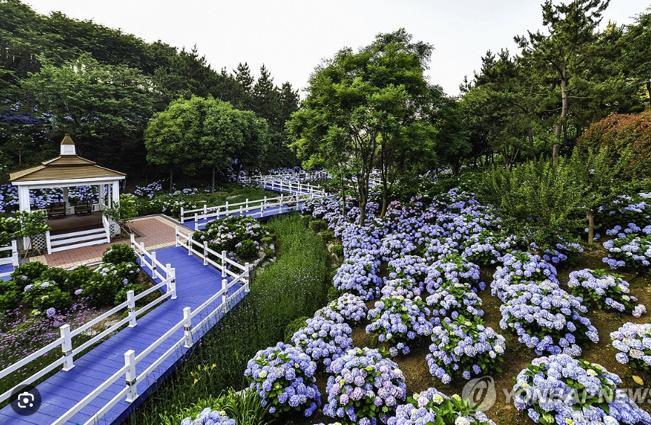 장생포 수국 축제 일정 총정리