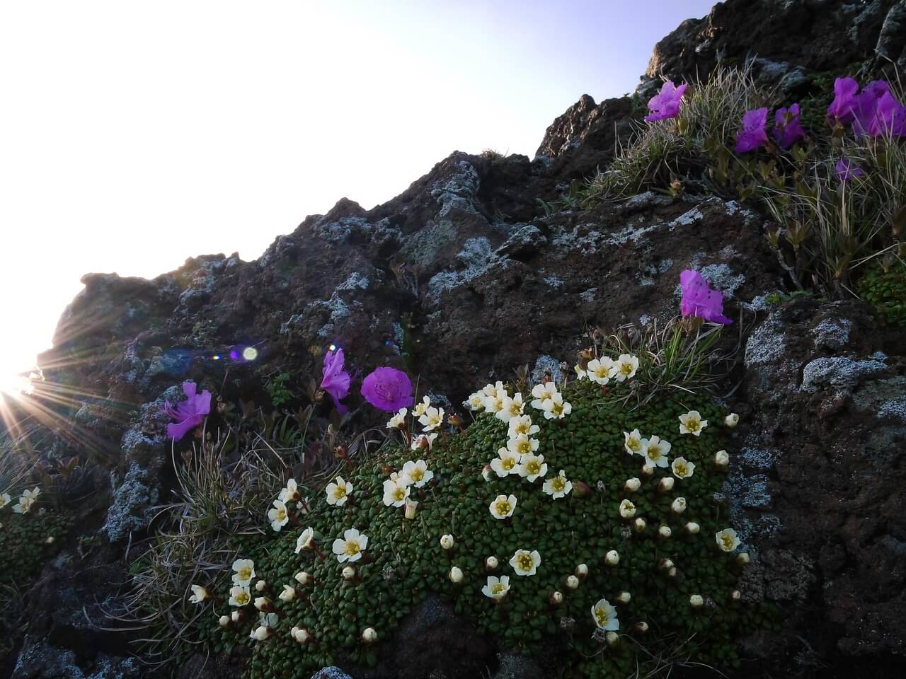 제주 한라산 등산 가능 날짜 확인법 및 실시간 정보