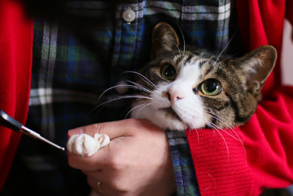 껴안고 손톱깎이를 하고 있는 고양이.
