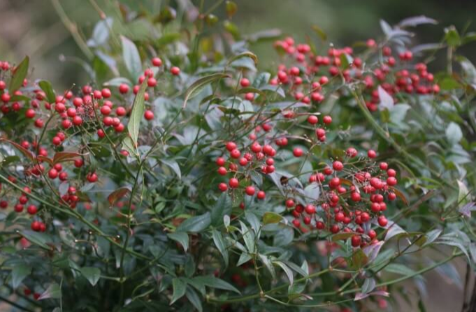 처음 시작하는 가드닝, 키우기 쉬운 정원수 BEST 10