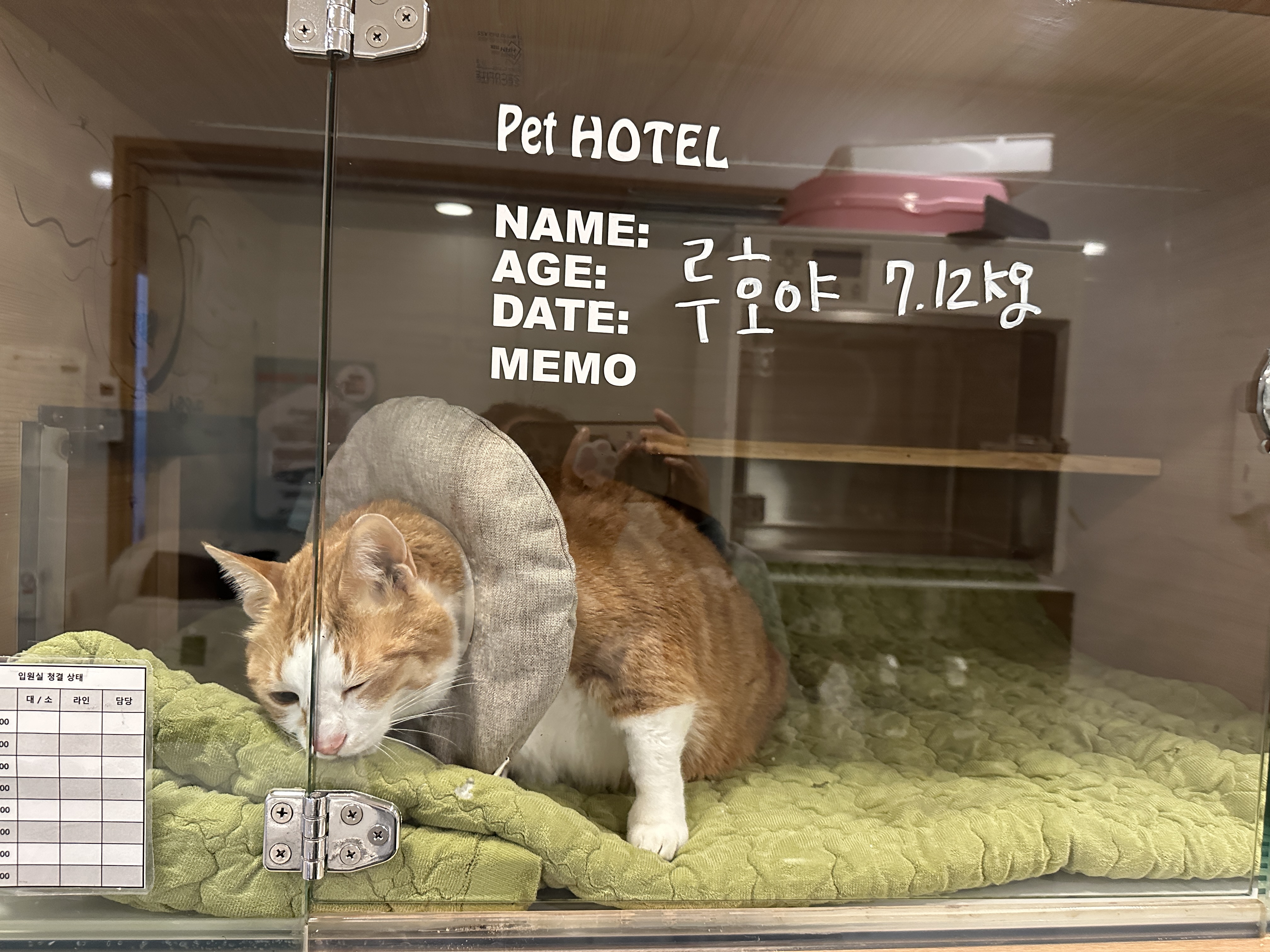 다시_입원한_호야_1