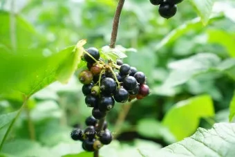 블랙커런트 재배 전정 관리 통풍 확보 병해 줄이기_10