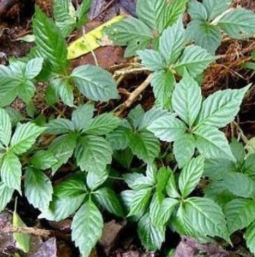 돌외잎 추출물 효능