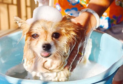 목욕하는 강아지