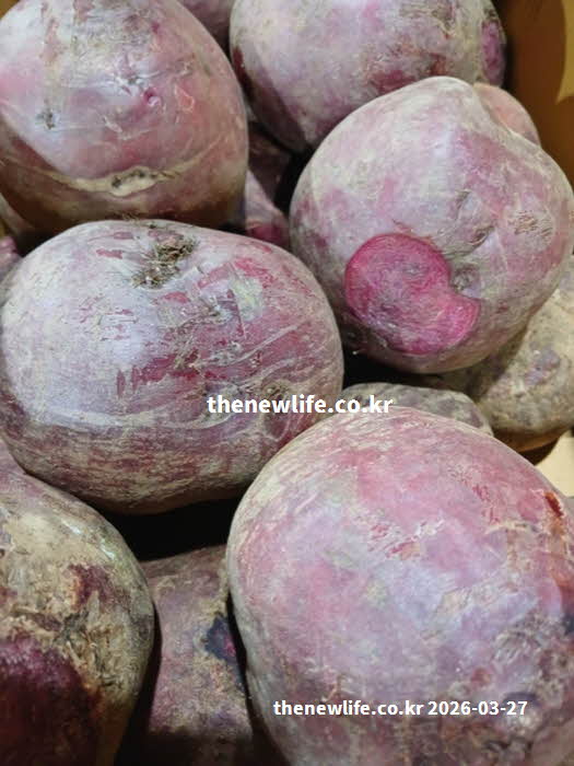 비트 효능 피부 미용 베타시아닌