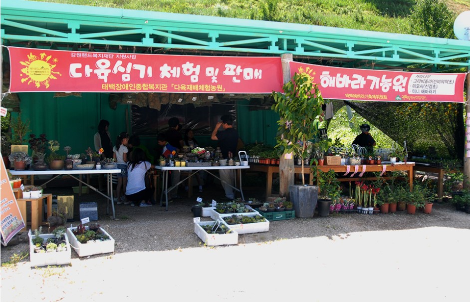 태백해바라기축제