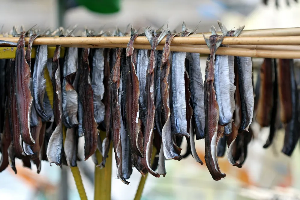 널려있는 과메기 사진