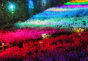 9월 축제: 평창 백일홍 축제 일정과 입장료&amp;#44; 가는 길&amp;#44; 근처 맛집 안내