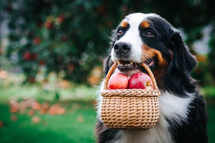 사과바구니를 물고 있는 강아지/출처:어도비스톡