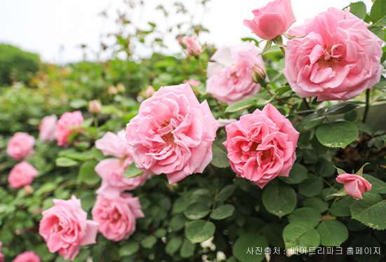 베어트리파크 철쭉제 봄과 철쭉