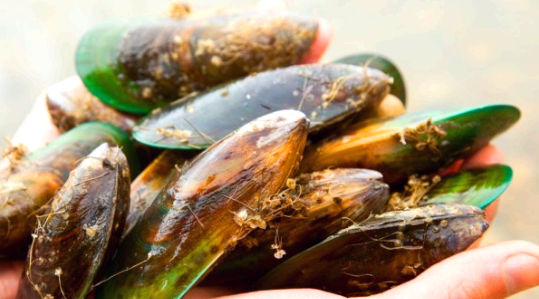 초록잎홍합 효능