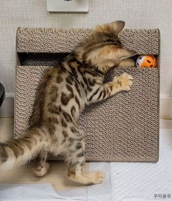 고양이 스크래쳐