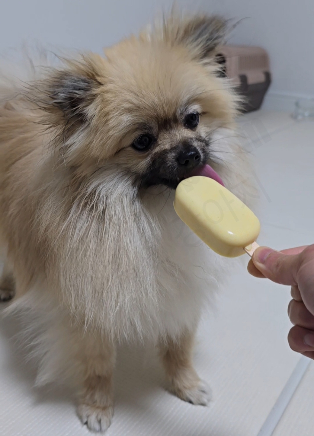 아이스크림을 먹는 강아지