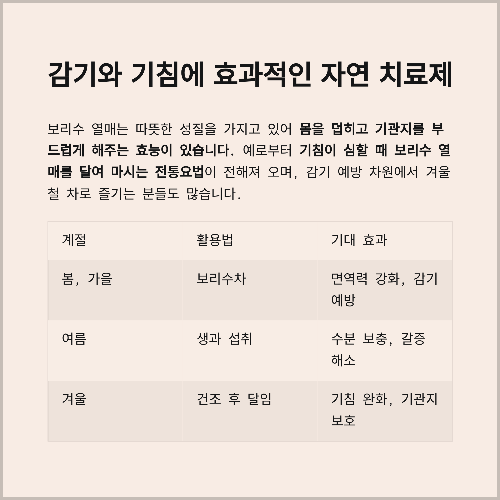 보리수 열매의 놀라운 효능과 효과, 제대로 알아보기