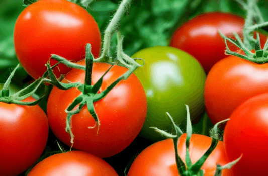 라이코펜이 풍부한 음식, 토마토 사진