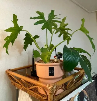 북향집 식물 선택 저조도관리 물주기 식물등 활용 방법_29