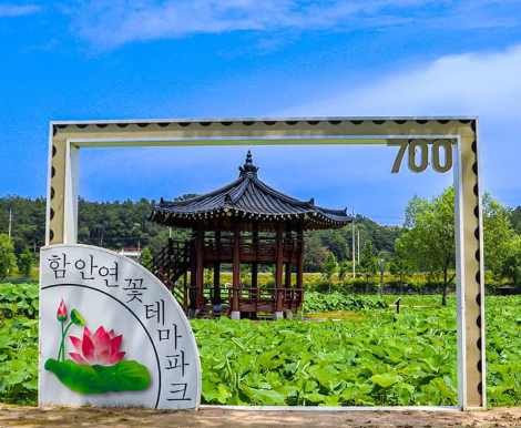 함안 연꽃테마파크