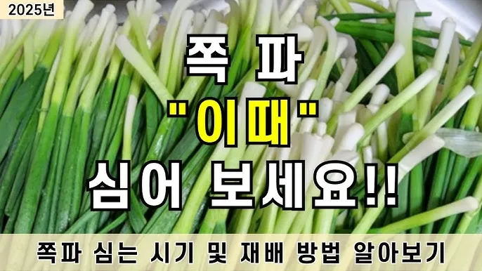 리크 재배 분주 심기 북주기 통풍 관리_2