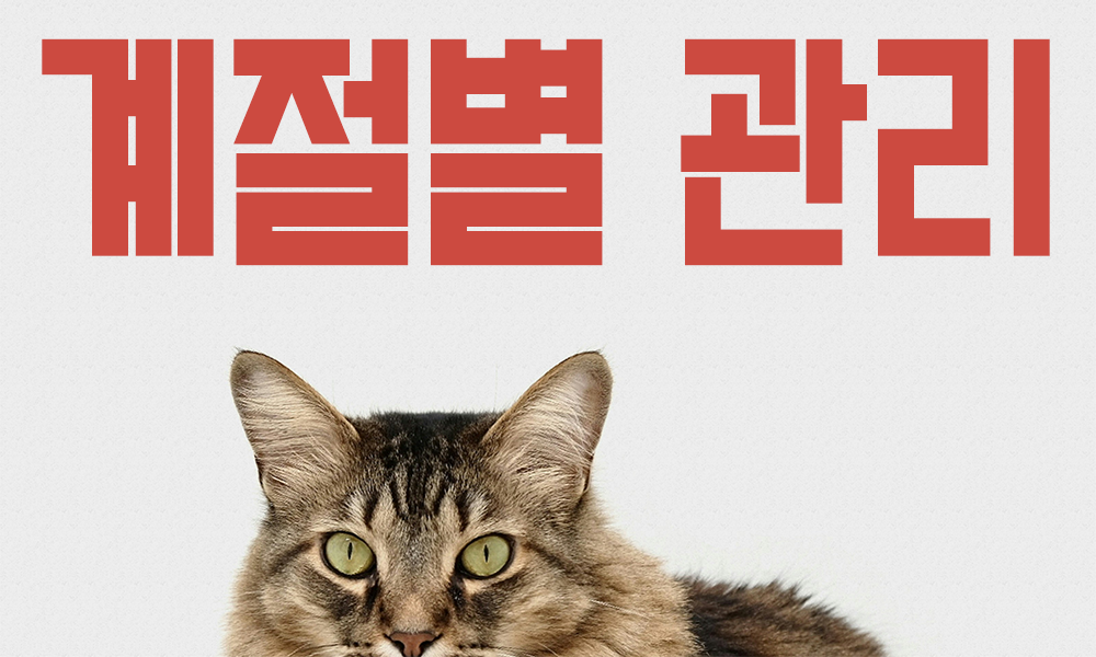 고양이-계절