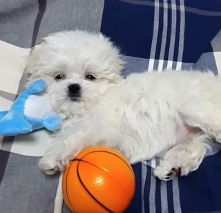 구성환 꽃분이 나이 무지개다리 사망 나혼산 국토대장정