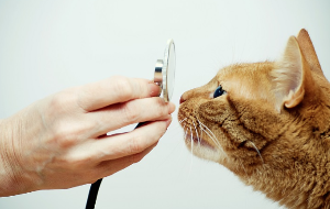 진료받는 고양이