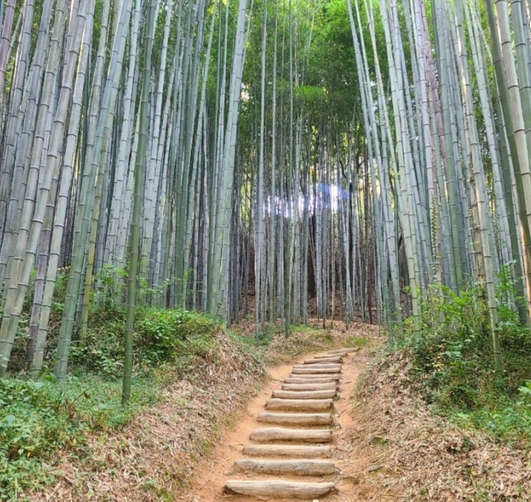담양 죽녹원 이미지