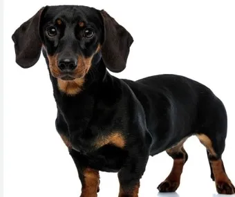 닥스훈트 순종 가격 성격 분양가격 장단점_2