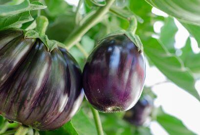 가지의-특별한-활용법1