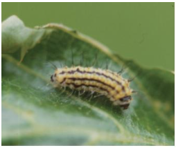 출처(산림청) - 벚나무모시나방