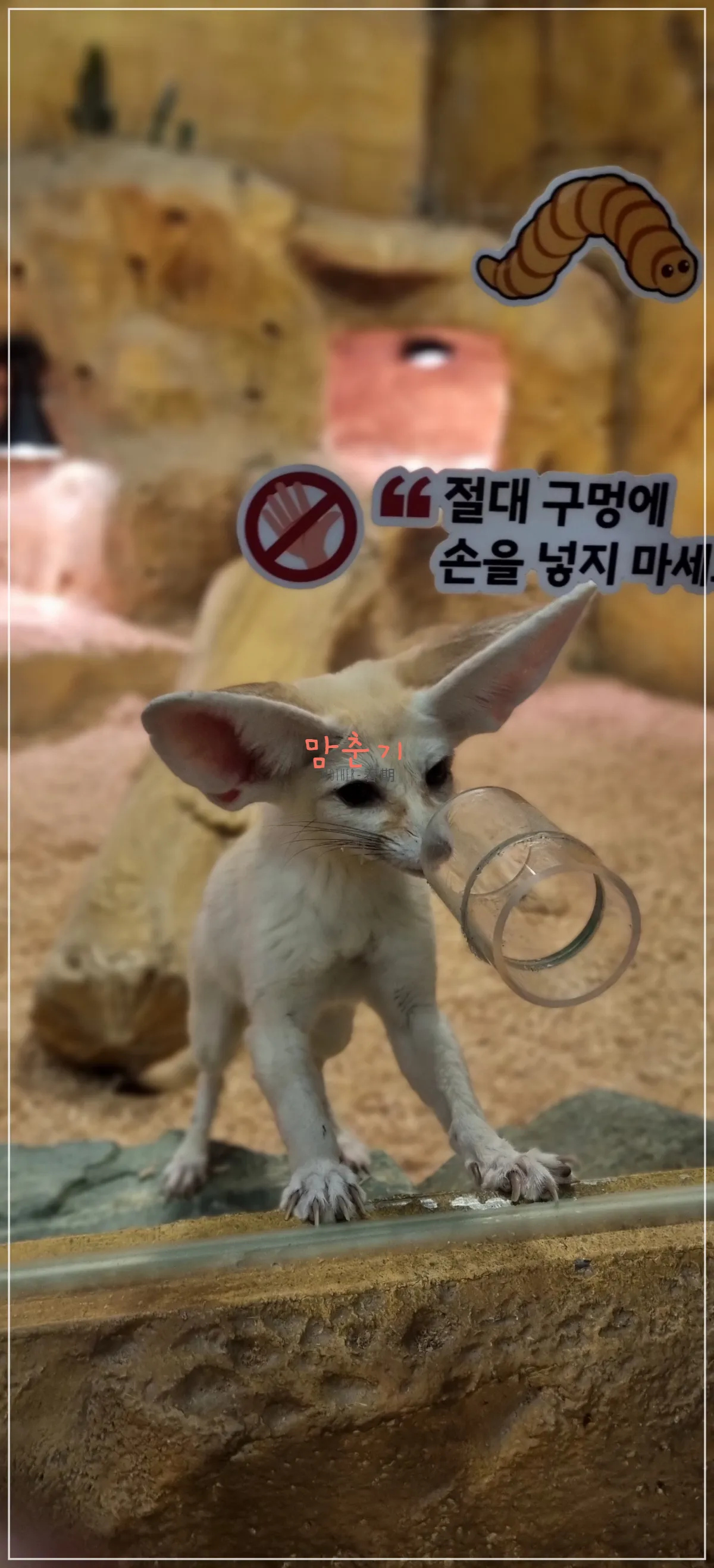 라라쥬동물원-사막여우