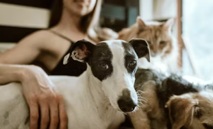 반려동물 용품 전문점 창업에 대하여 알아보기