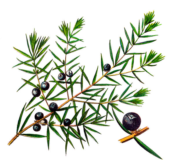 주니퍼베리 효능