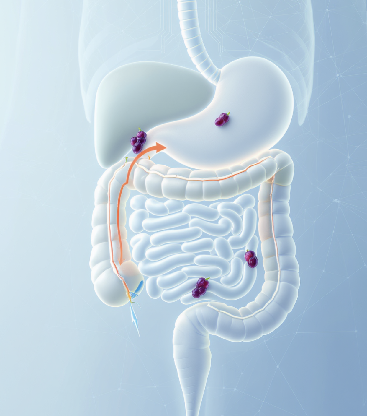 1. 아침을 가볍게 만드는 &amp;#39;쾌변의 왕&amp;#39;